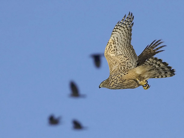 Kanahaukka, Northern Goshawk, Accipiter gentilis